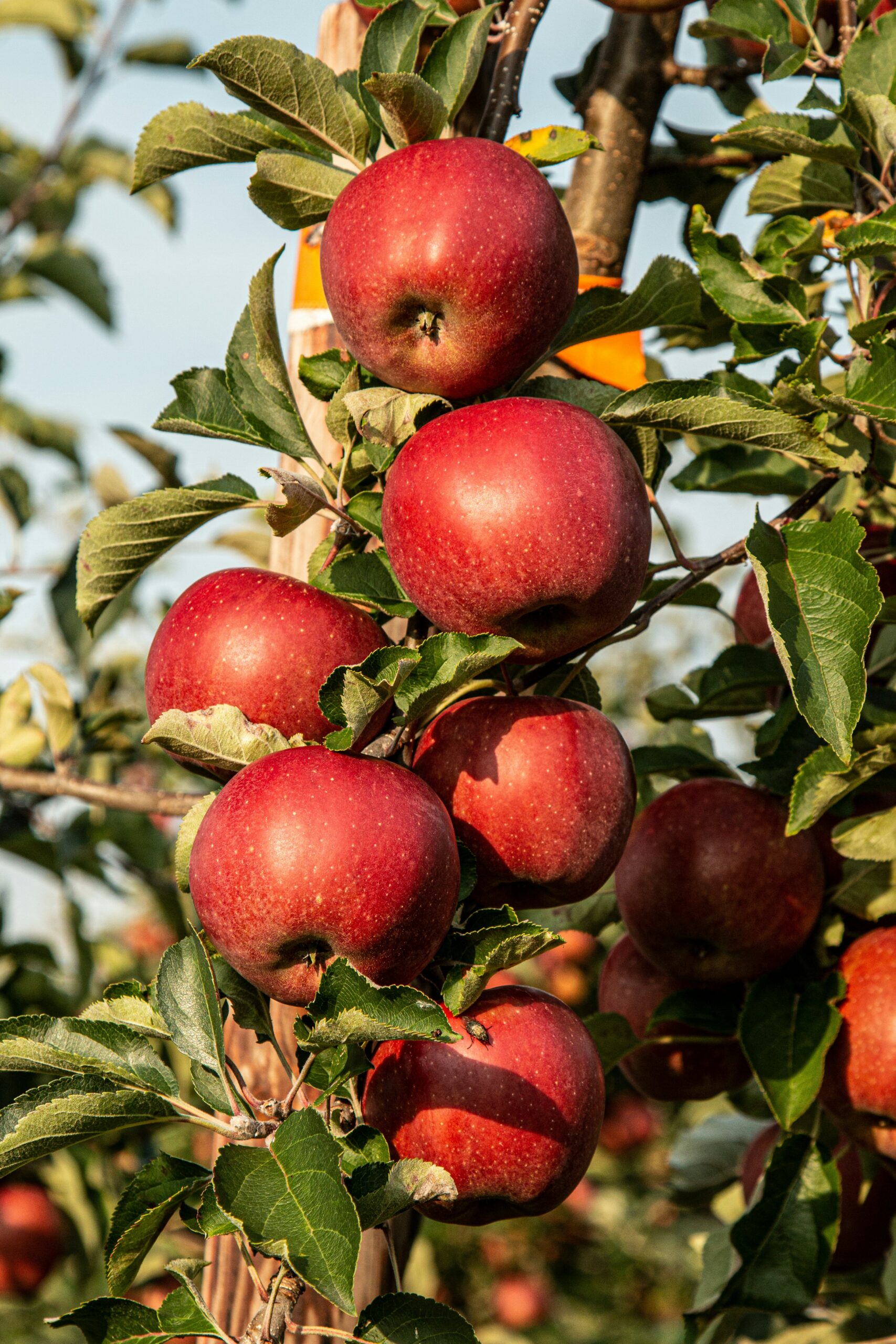 How Many Apples a Day Does It Actually Take to Keep the Doctor Away?